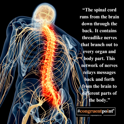 A photo showing how the barin is connected to the spinal cord and runs through the body